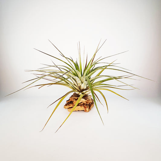 Tillandsia Rhomboidea