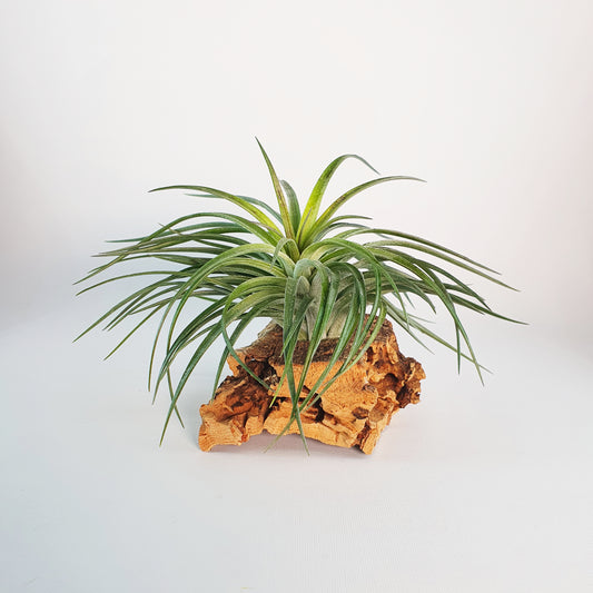 Rosiger Edelstein Tillandsia