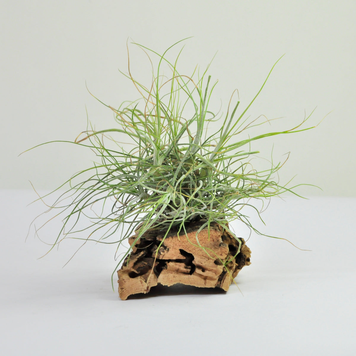 Schiedeana clump Tillandsia