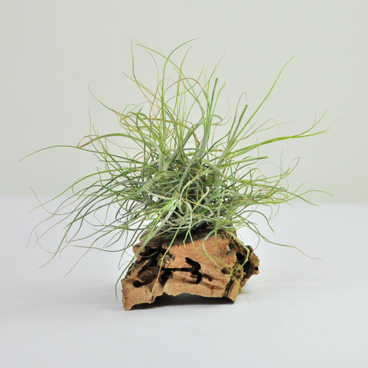 Tillandsia Schiedeana Clump