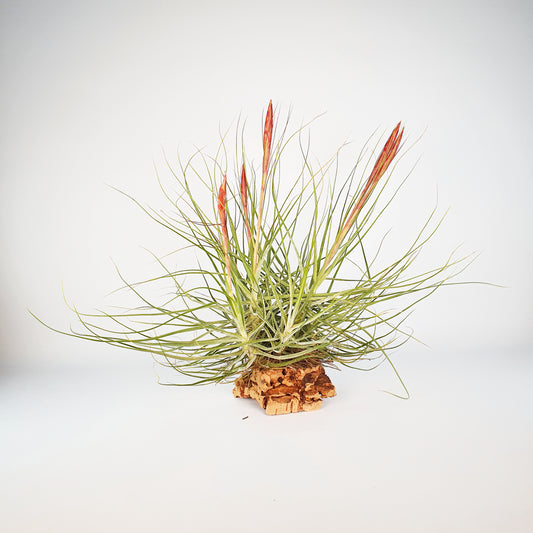 Tillandsia Schiedeana Mayor Clump