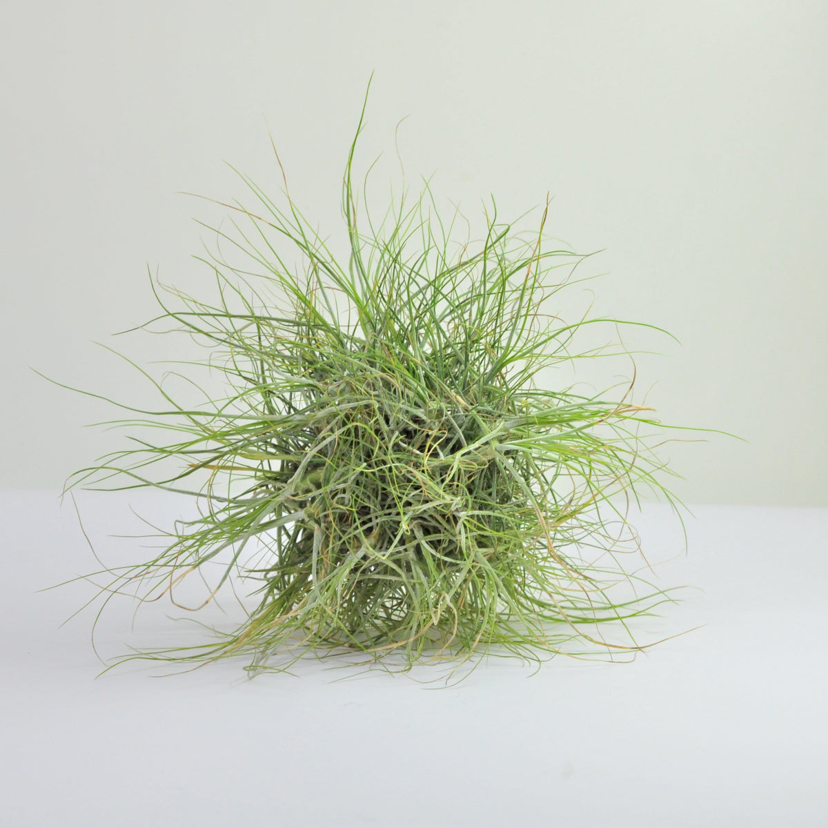 Wireball Schiedeana Tillandsia