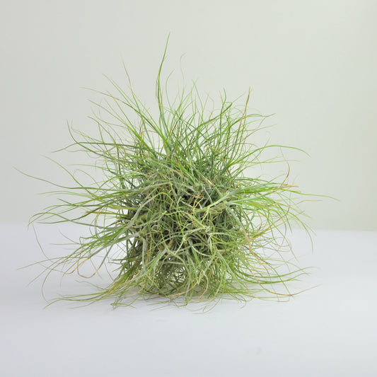 Wireball Schiedeana Tillandsia