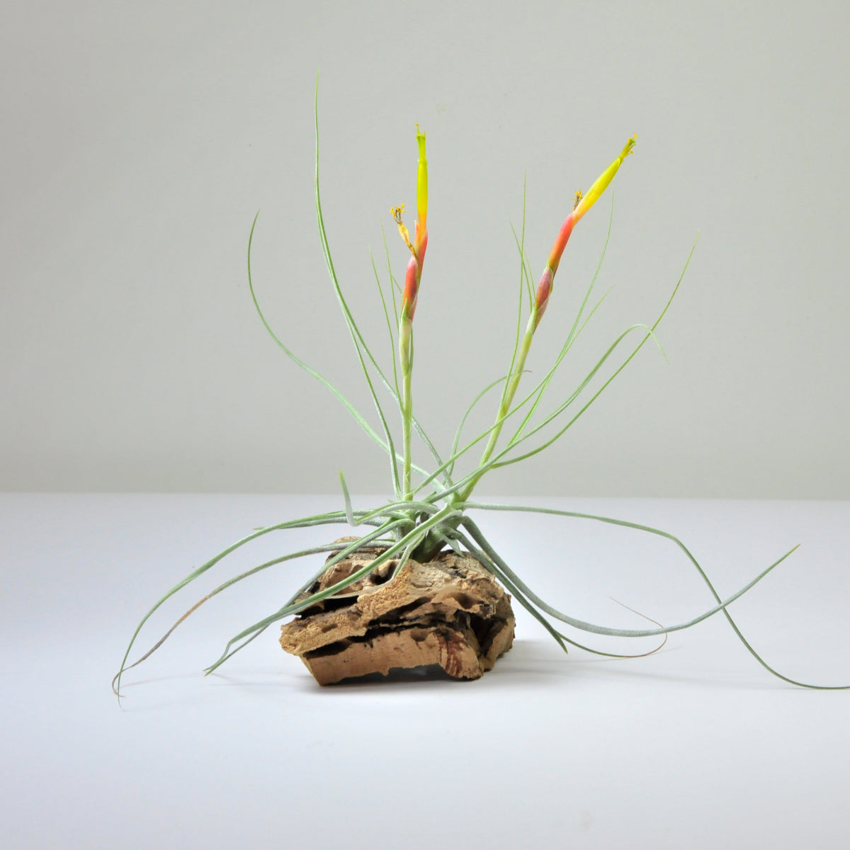 Schiedeana Major Tillandsia