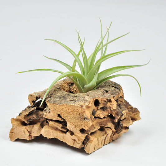 Schreiteri Tillandsia