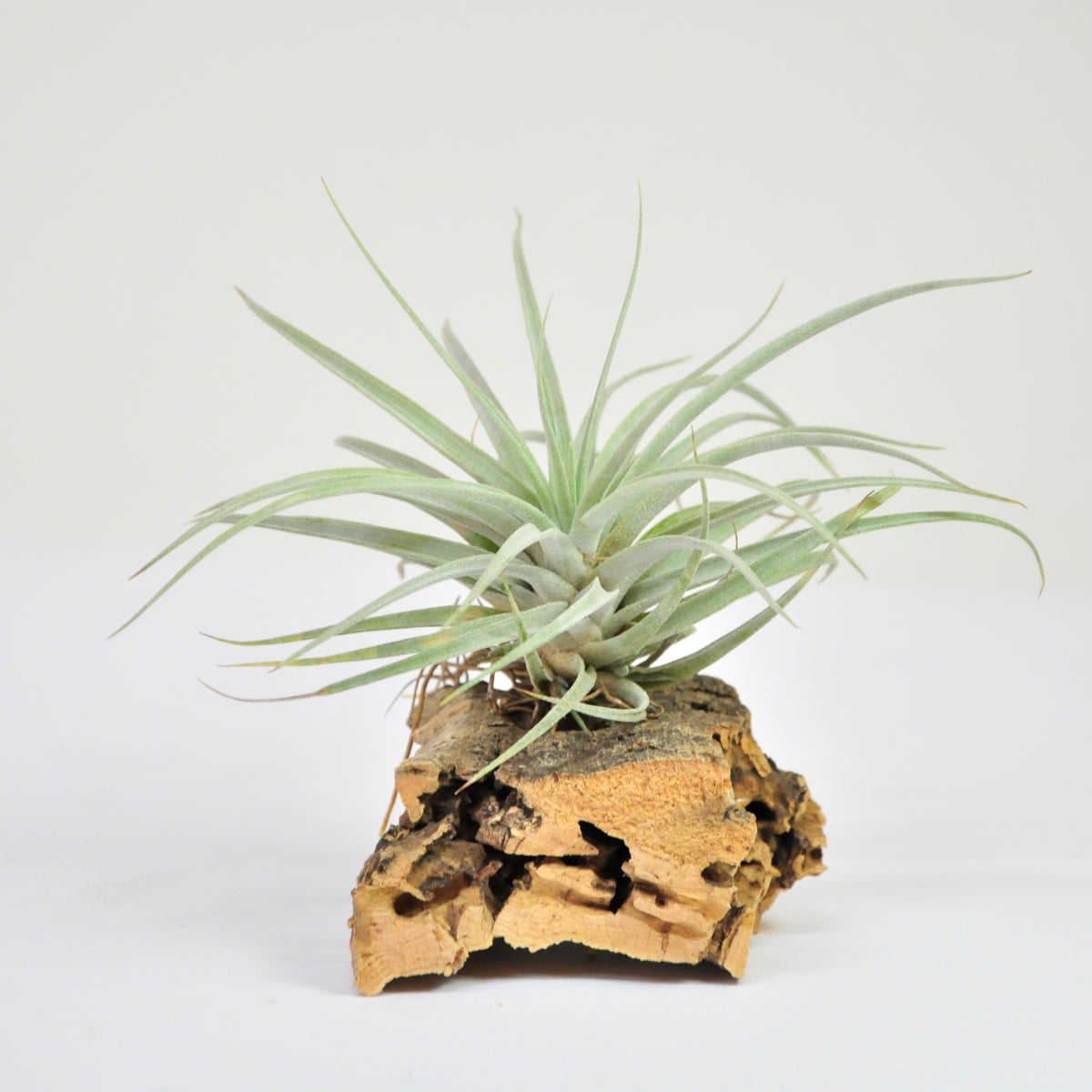 Second Tillandsia