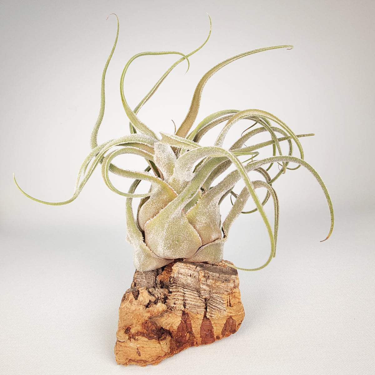 Tillandsia Seleriana Híbrida