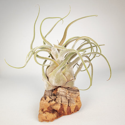 Tillandsia Seleriana Híbrida