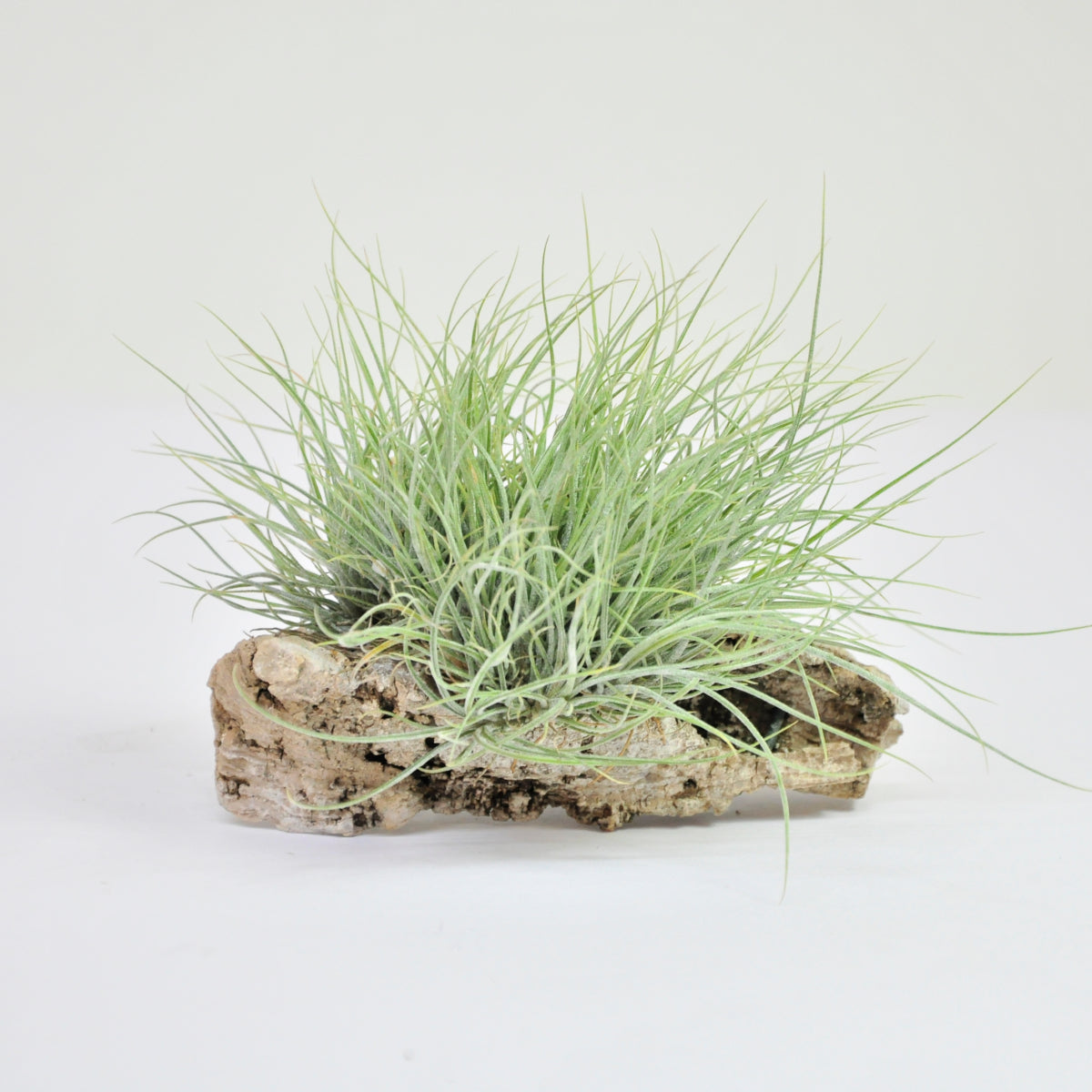 Setacea Pulk Tillandsia