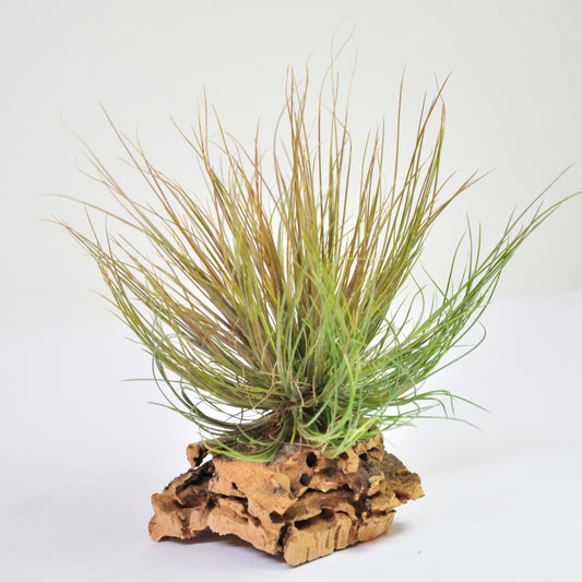 Pseudosetacea Tillandsia