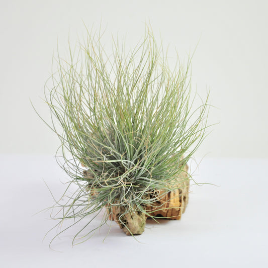 Setiformis Pulk Tillandsia