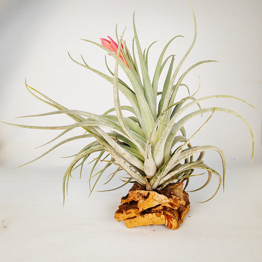 Tillandsia Singapore Sling