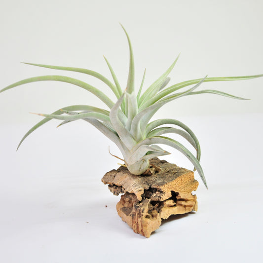 Sphaerocephala Tillandsia