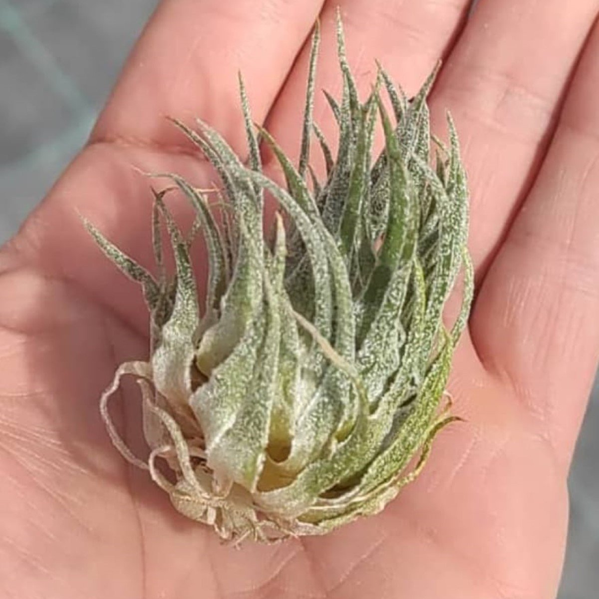 Tillandsia Sprengeliana