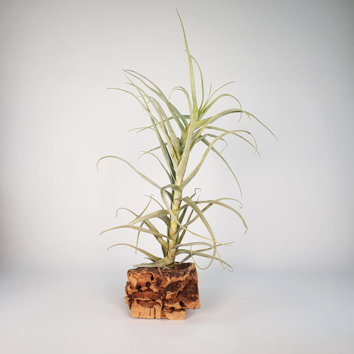 Tillandsia Straminea Apurimac