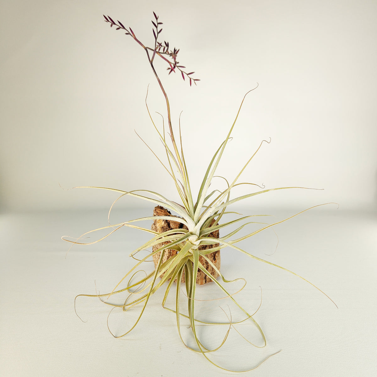 Tillandsia Straminea x Mallemonti XL