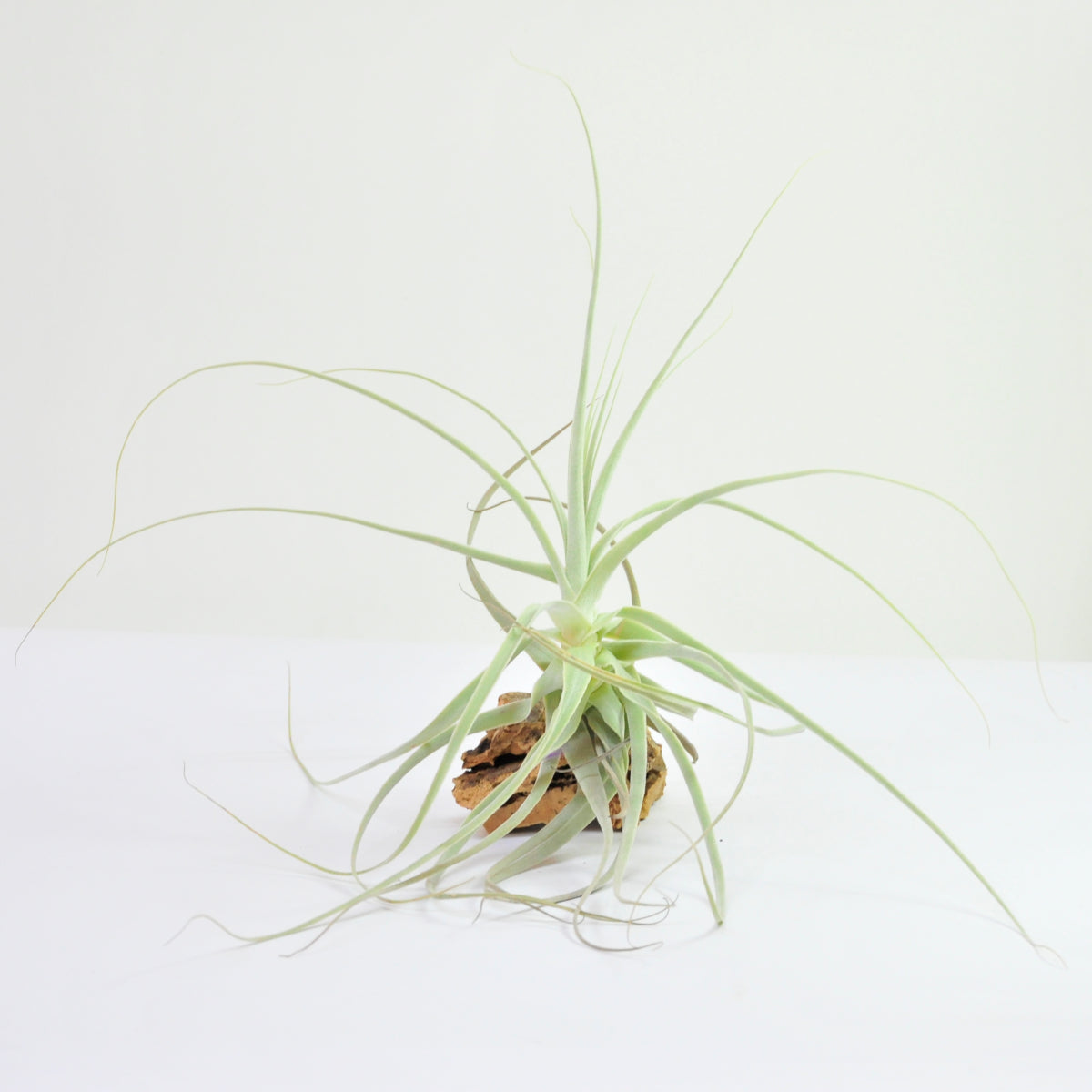 Straminea Tillandsia