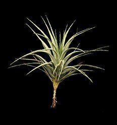 Stricta albiflora Tillandsia