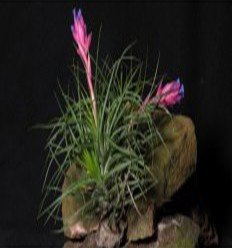 Tillandsia strictta amethyst