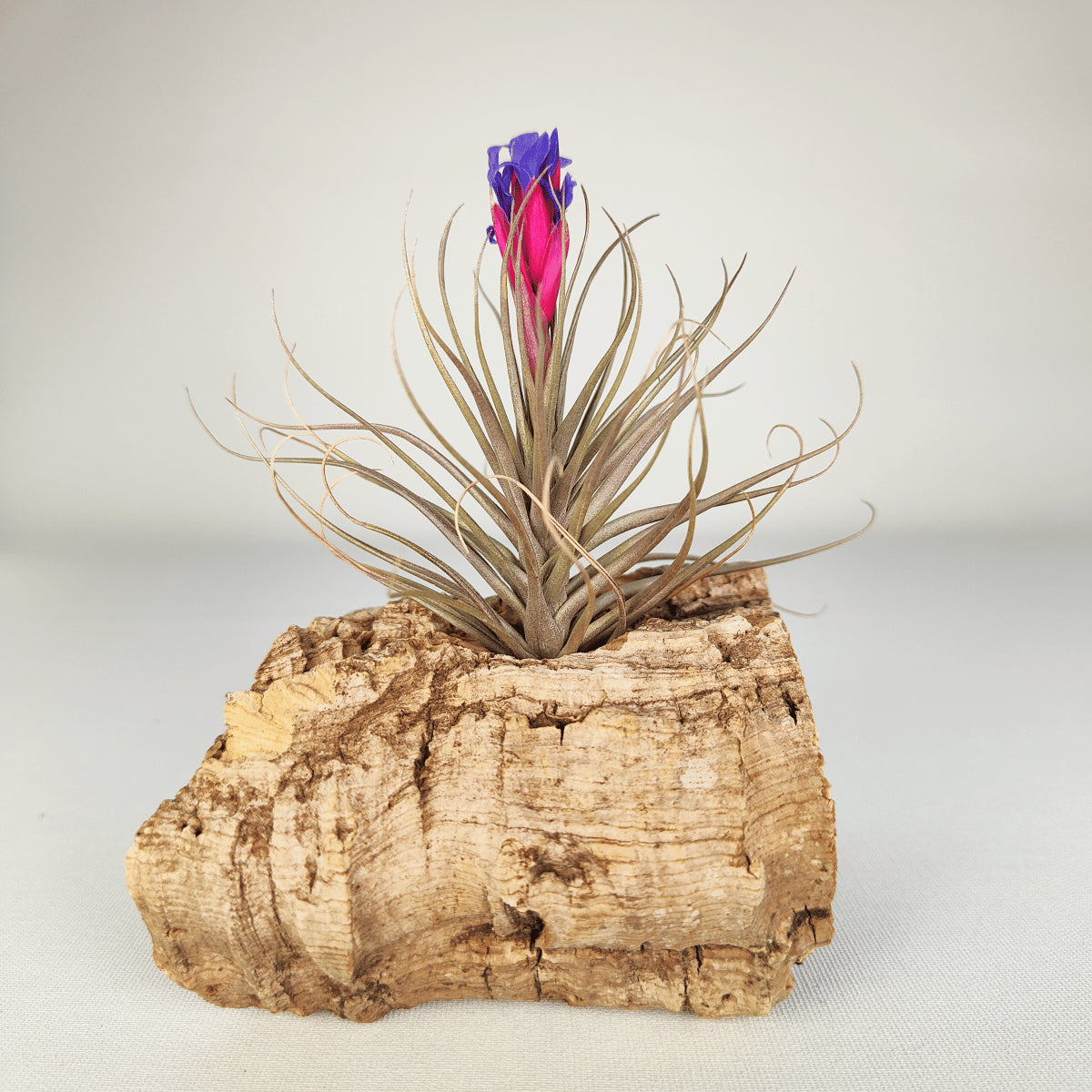 Tillandsia Stricta Green x Stricta Hart X Holm´s Star Rose