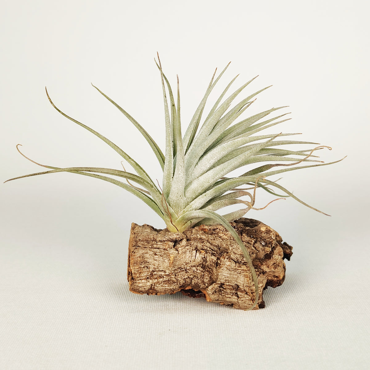 Tillandsia Stricta Grey x Holm's Rose Bud