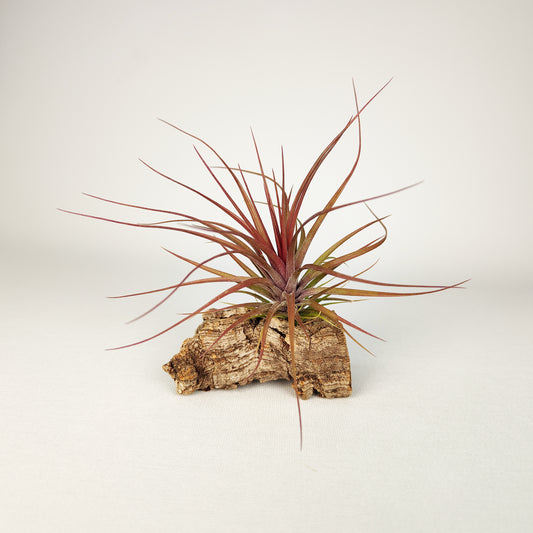 Tillandsia Stricta Grün x Stricta Hart x Tenuifolia Amethyst Red Typ