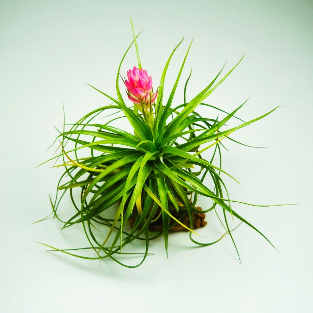 Stricta Hart Tillandsia