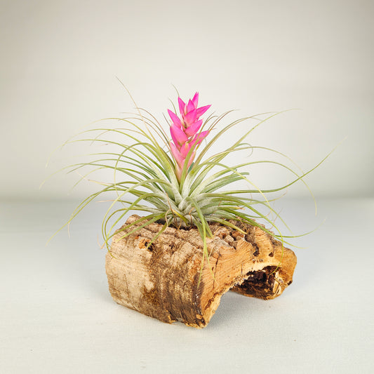 Tillandsia Stricta Hart x Stricta Green