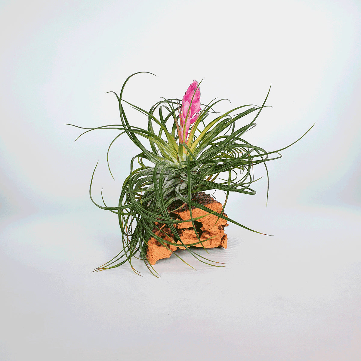 Tillandsia Stricta Rubra