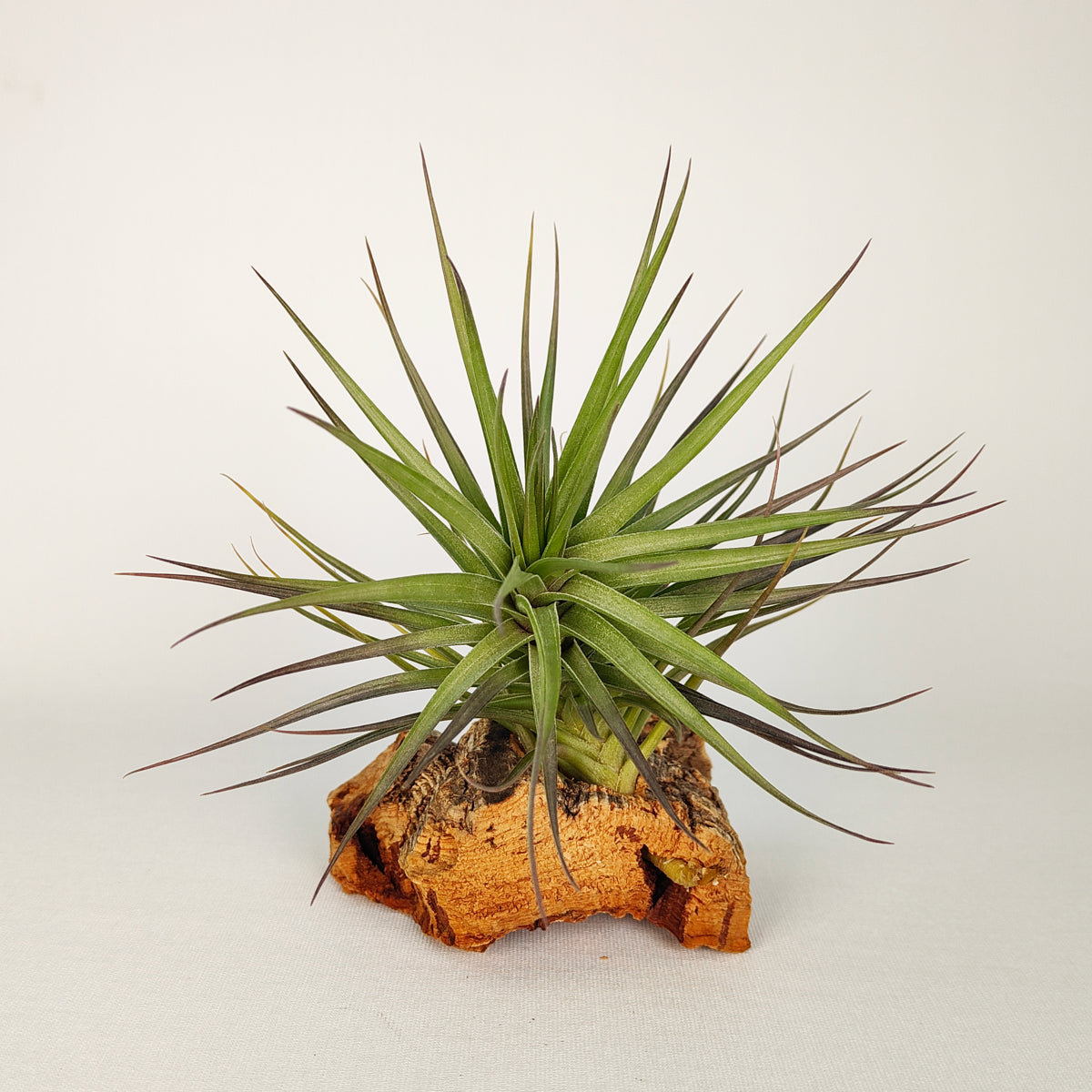 Tillandsia Stricta Hart X Aeranthos