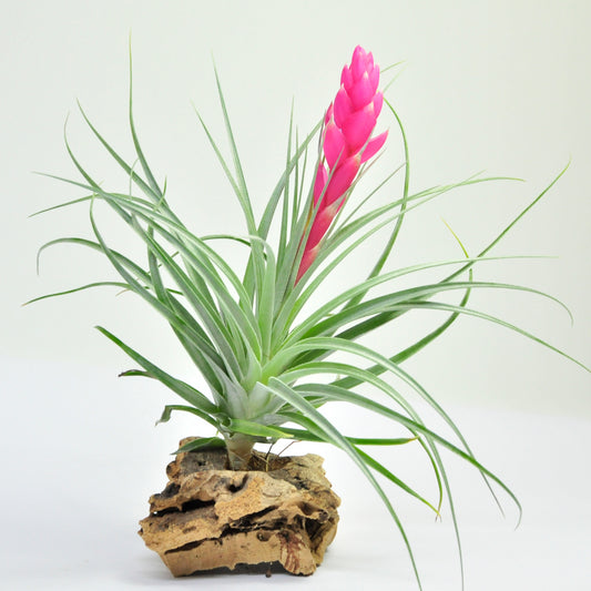 Stricta Tillandsia