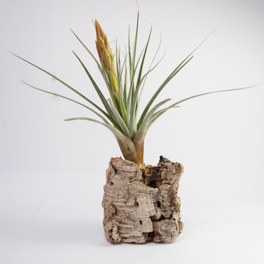 Tacpanensis Tillandsia