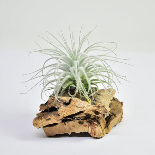 Tectorum Tillandsia