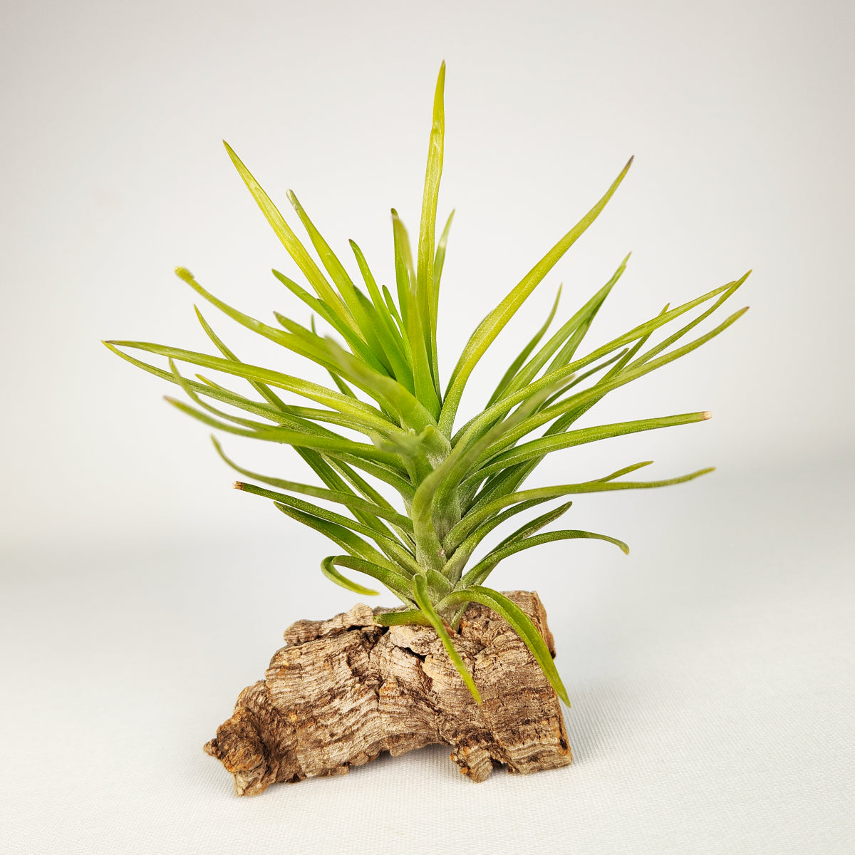 Tillandsia Tenuifolia Emerald Forest