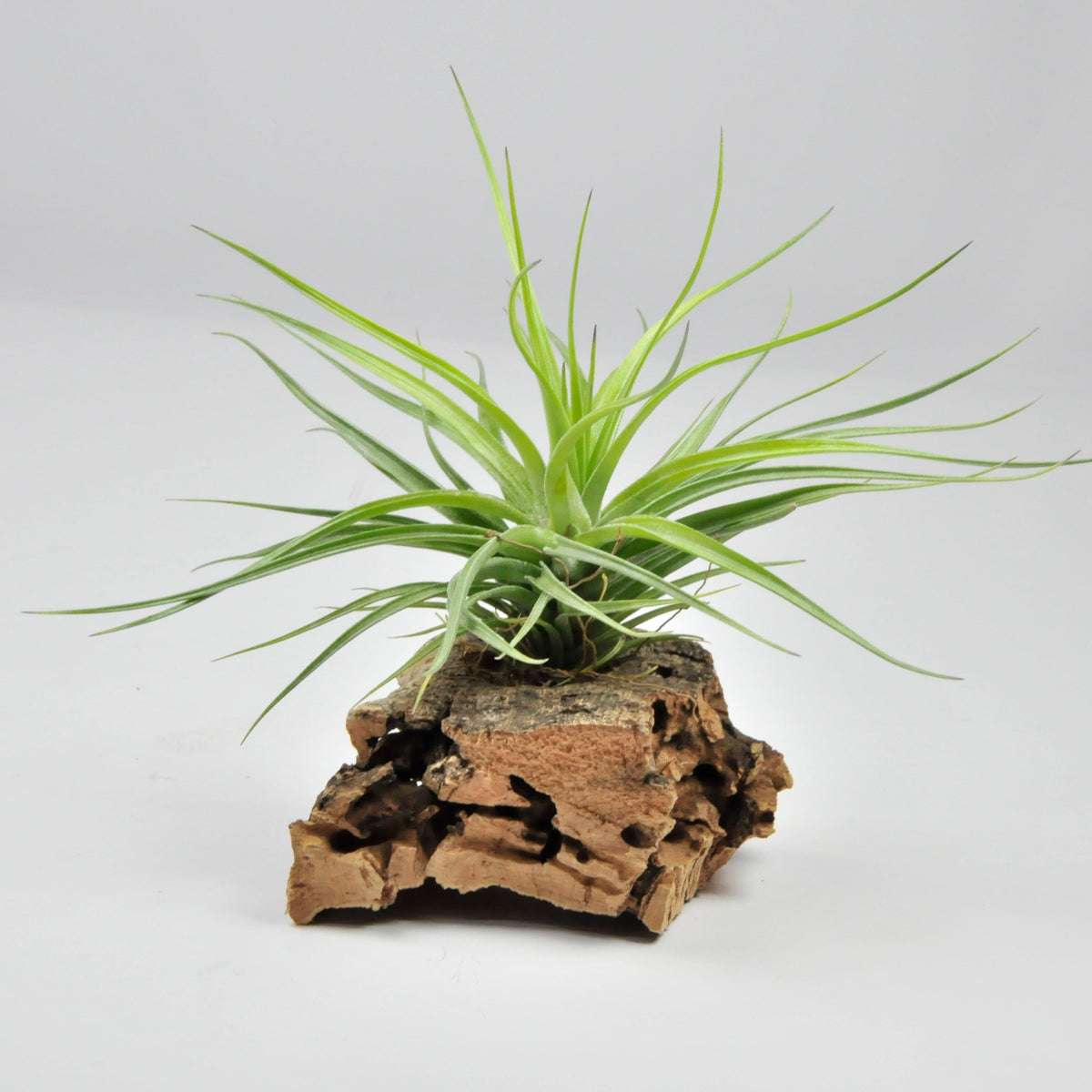 Tillandsia Tenuifolia x Stricta Hart