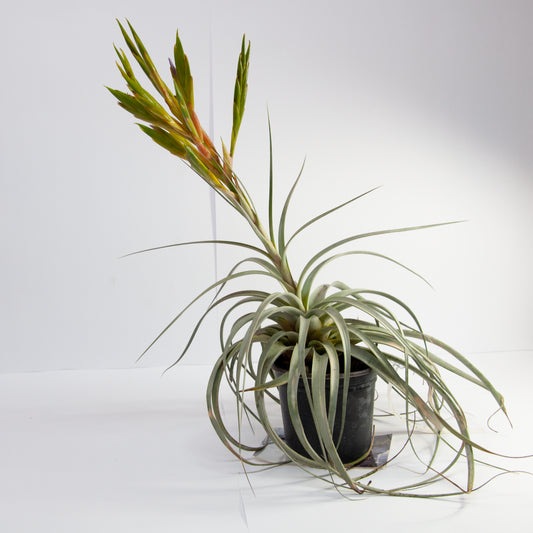 Tomaselli Tillandsia