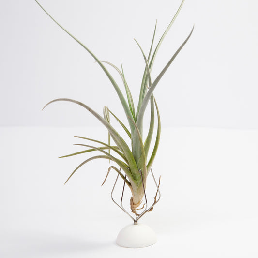 Toropiensis Tillandsia