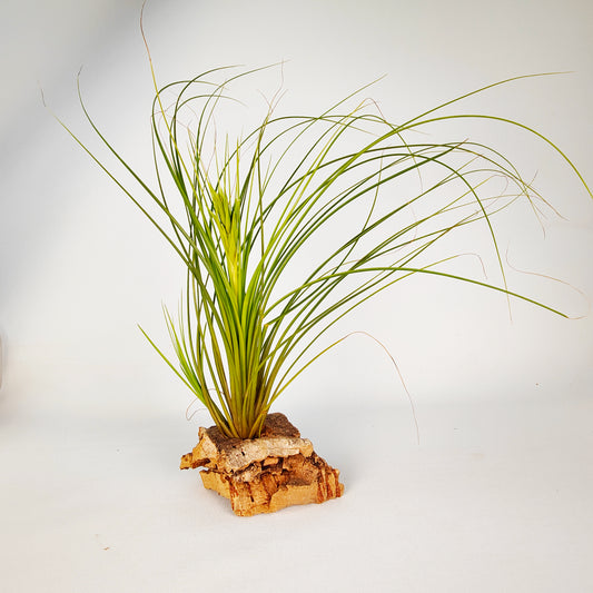 Tillandsia Tricolor Alba