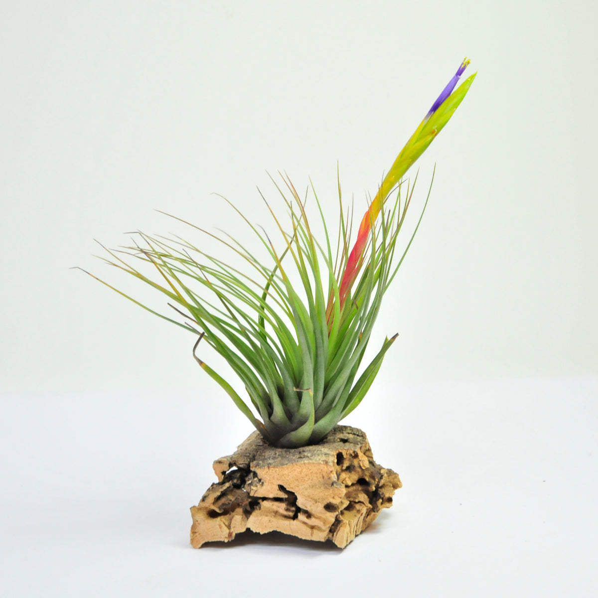 Dreifarbige Tillandsia