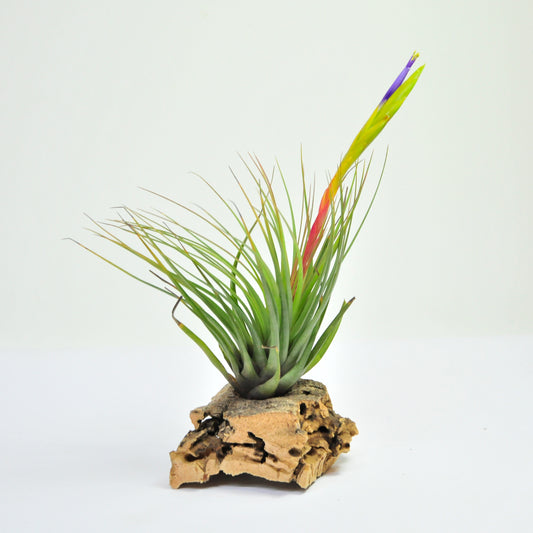 Dreifarbige Tillandsia