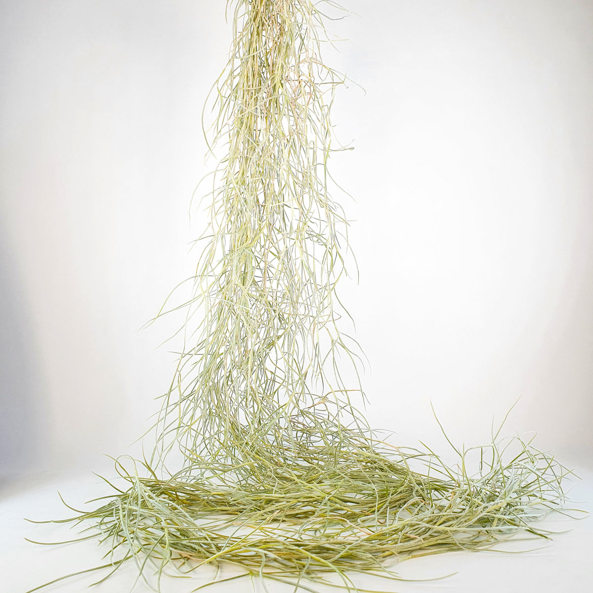 Tillandsia Usneoides Capellini