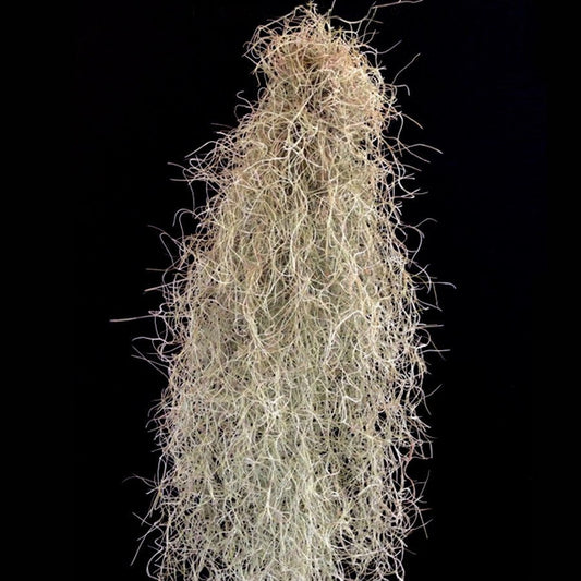 Usneoides (Spanish moss) Tillandsia