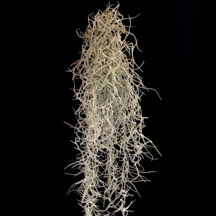 Usneoides (coarse silver) Tillandsia