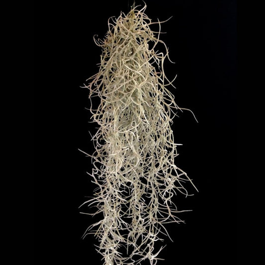 Tillandsia Usneoides Grob Silver