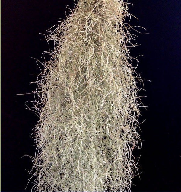 Usneoides Tillandsia