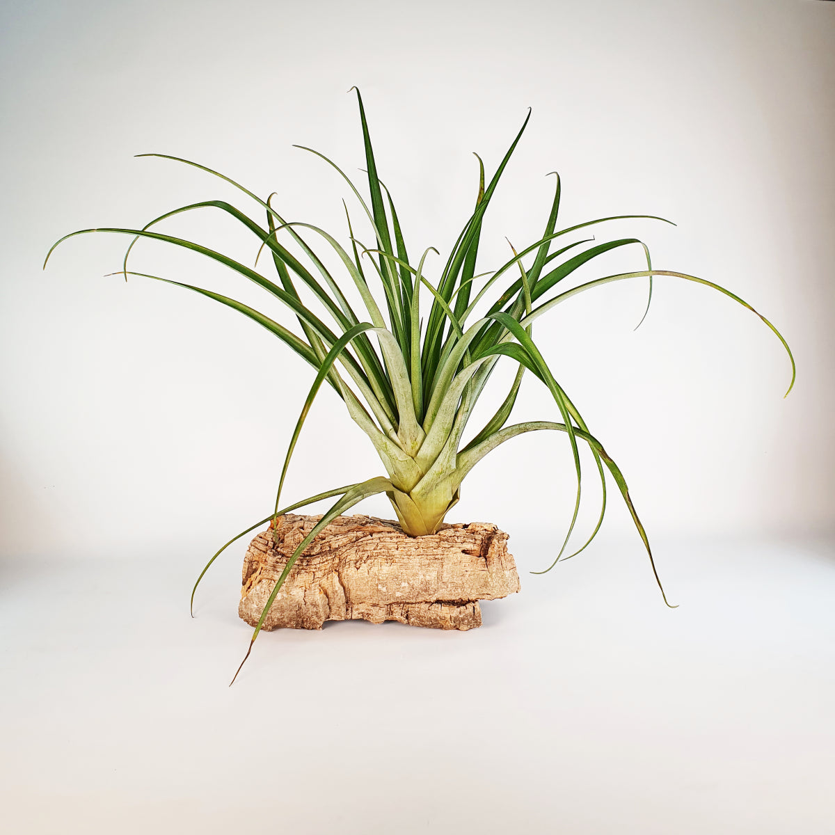 Tillandsia Valenzuelana