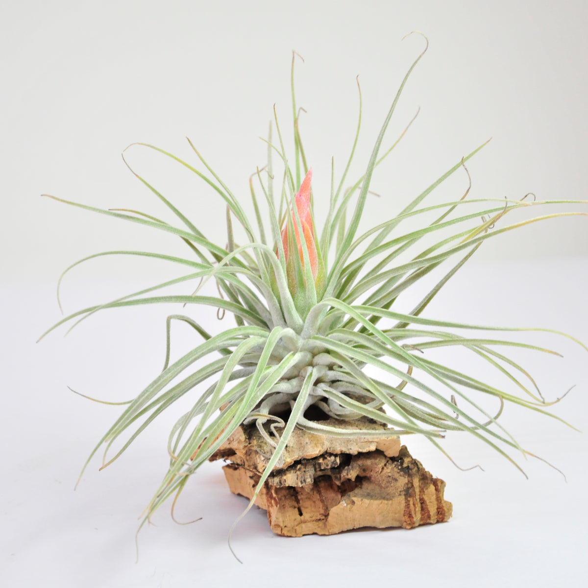 Tillandsia Velickiana (antes Oaxacana)