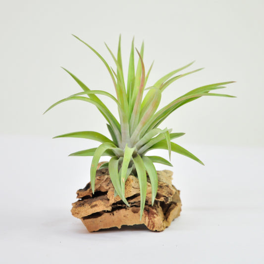 Velutina Tillandsia