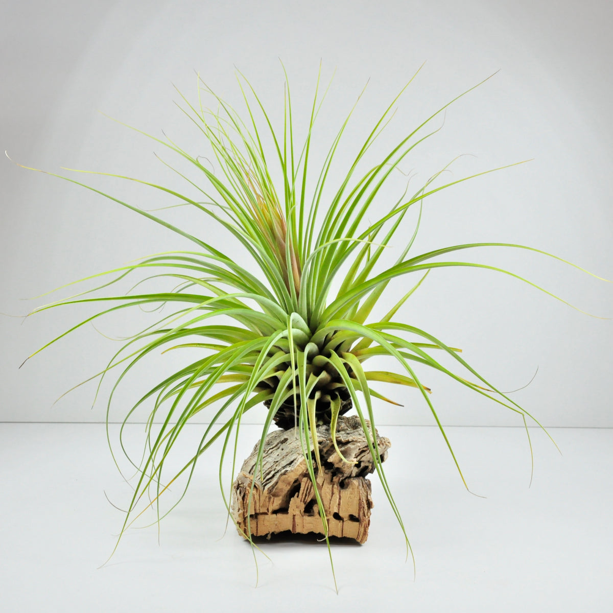 Riesige Vicentina Tillandsia