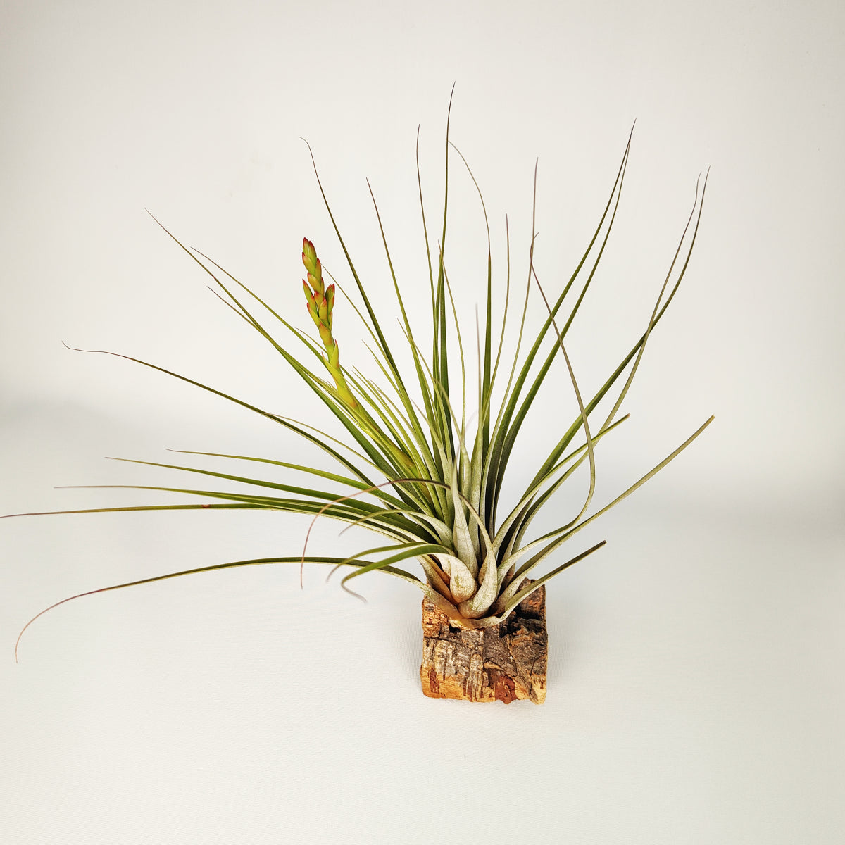 Tillandsia Vicentina x Fasciculata XL